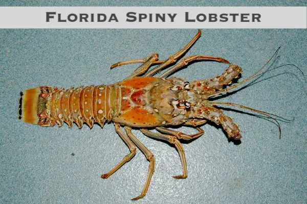 Florida spiny lobster with antenna removed.