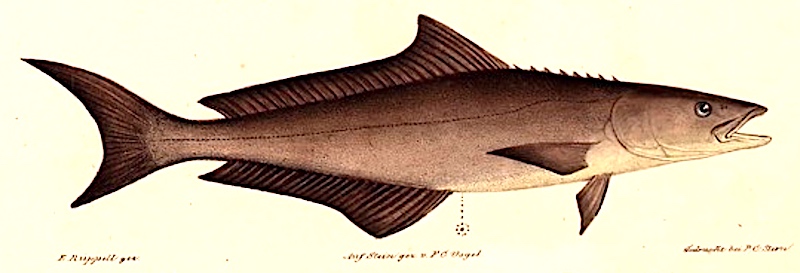 Florida cobia fish (Rachycentron canadum)