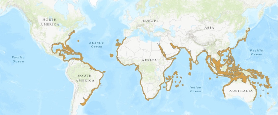 Map of world cobia range distribution.