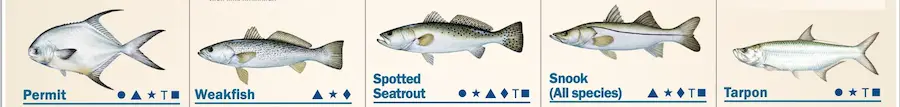 Five Florida inshore fish – permit, weakfish, spotted seatrout, snook, and tarpon.