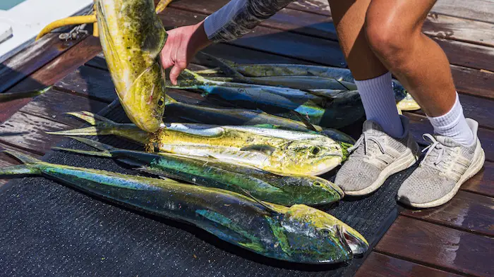 Mahi-mahi (dorado/dolphin fish) are delicious eating and a frequent catch on Florida deep sea tours.