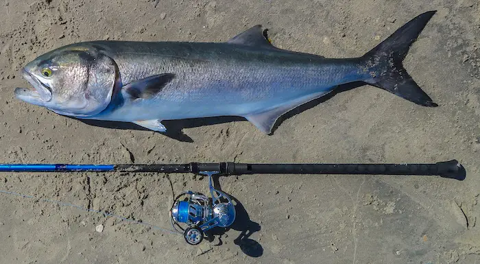You can catch bluefish at the pier or beach if they're around. They tend to stay around one place and slowly migrate either south or north on Florida's East Coast.