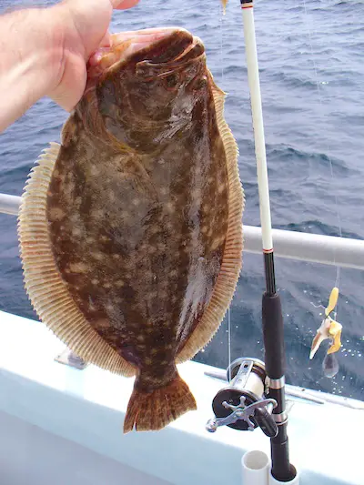 Big flounder fish caught on rod and reel (baitcasting reel).