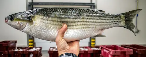 A large mullet baitfish in Florida.