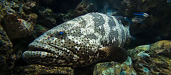 A large Nassau Grouper. These fish are Critically Endangered. No harvesting allowed.