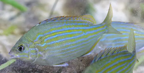 Pinfish (Lagodon rhomboides) are great bait for many species of Florida fish. Catch them with a cast net in the shallows around beds of sea grass. Color can vary a bit, and where I'm from they tend to be brown and darker hues.