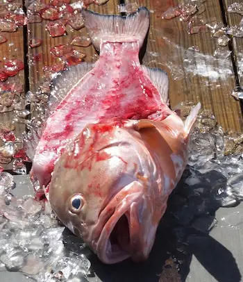 A red grouper (Epinephelus morio) filleted on a Florida fishing pier.