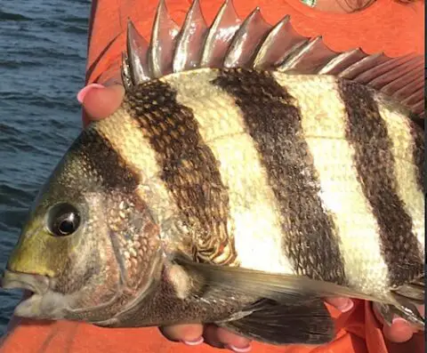 Florida sheepshead fish caught on hook and line.