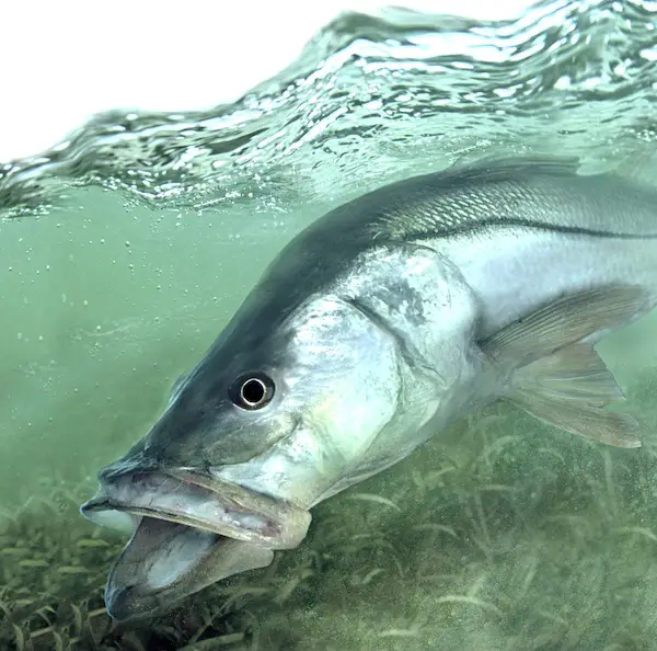 Beautiful snook illustration showing a full grown lunker snook under the water.