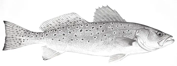Speckled seatrout illustration as seen in Florida.