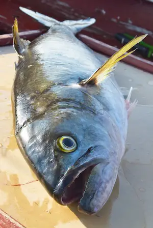 Big bluefish caught on rod and reel.