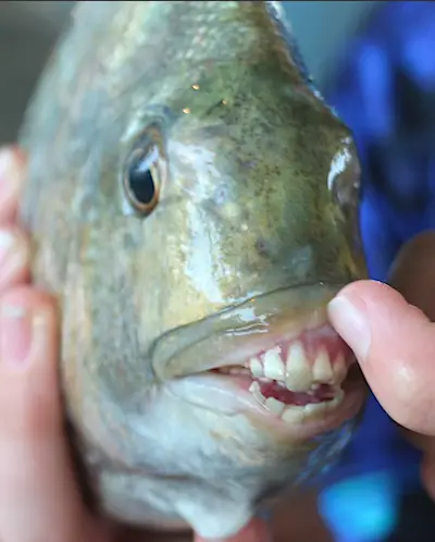 Florida sheepshead fish from the front showing the teeth.