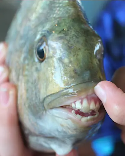 How to Perfect your Sheepshead Pier Fishing - Florida Sportsman