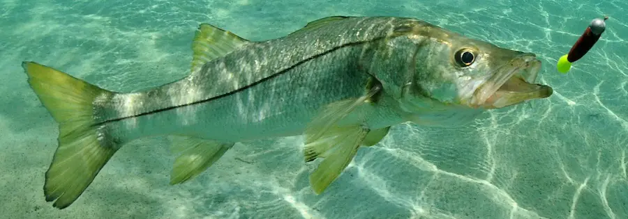 Lunker snook chasing a big lure through the water off the beach in Florida.