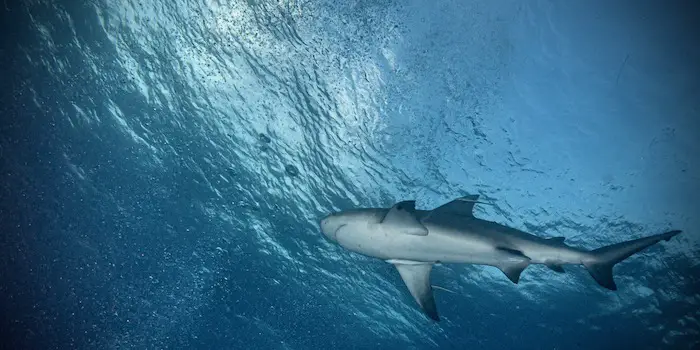 Bull Shark cruising just under the surface.