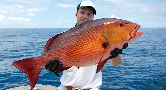 Huge Red Snapper caught offshore while Deep Sea Fishing.