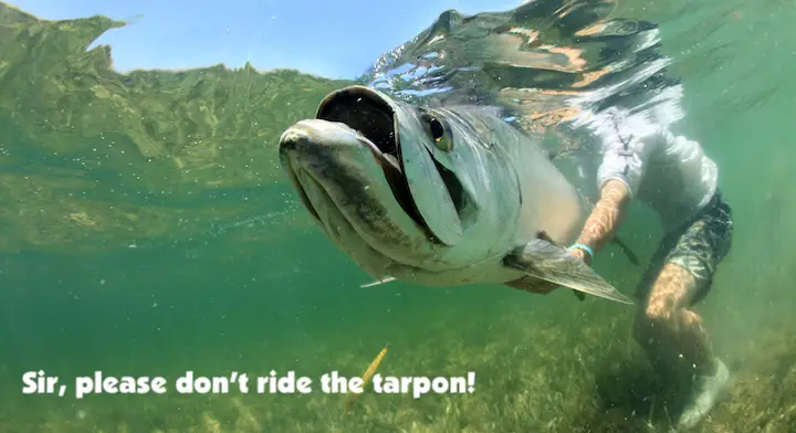 Huge Florida tarpon released to the sea after a very hard fight.