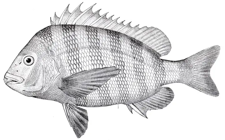 Florida sheepshead fish drawing for detailed examination showing dark bands.
