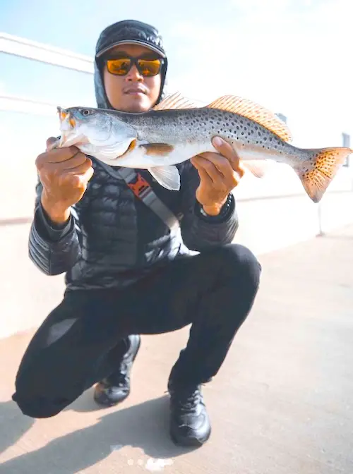 Large speckled trout caught on pier in Florida.