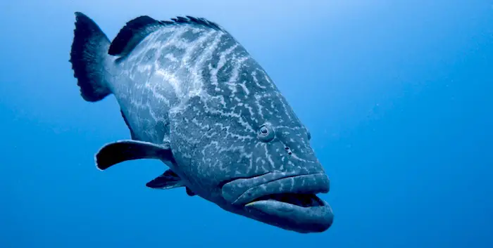 A big grouper fights hard when hooked.