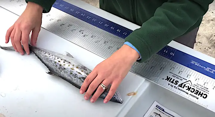 Florida fish length measurement is important to stay within legal limits of the law. Measuring from snout to fork or total length is different for each fish.