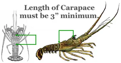 Guide for measuring spiny lobster carapace in Florida.