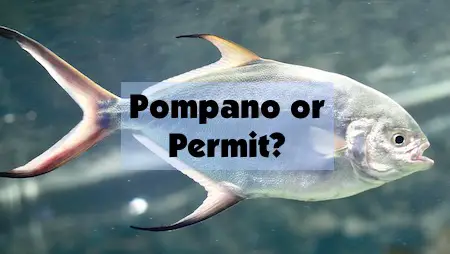 What Is the Difference between Florida Pompano and Permit?