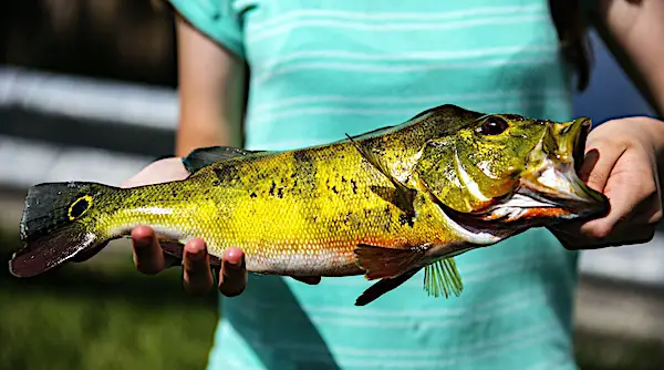 Bright yellow Peacock Bass from Broward County canal.