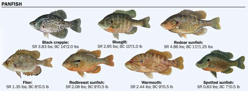 Florida Panfish: Black crappie, bluegill, Redear sunfish, Flier, Redbreast sunfish, Warmouth, and the Spotted sunfish.