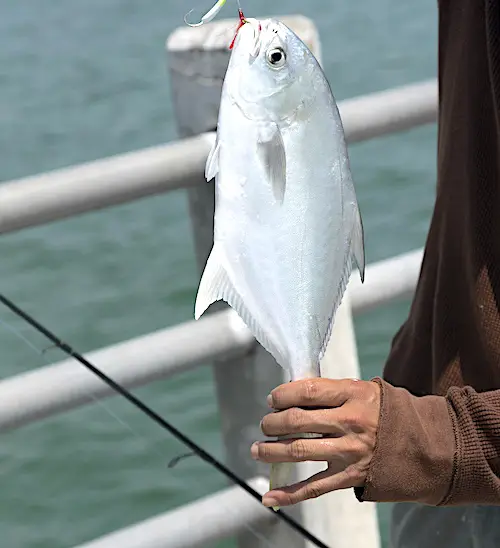 Pompano fish caught from a Florida fishing pier in daylight.