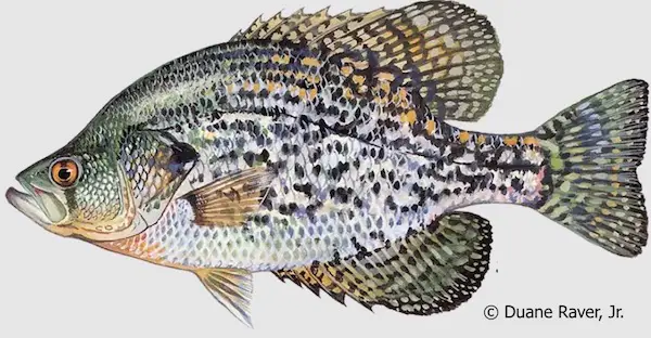Black crappie identification image. Black spots on the body, fins, and tail are distinctive.