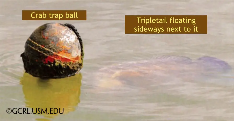 A tripletail fish floating sideways on top of the water just under the surface by a crab trap ball.
