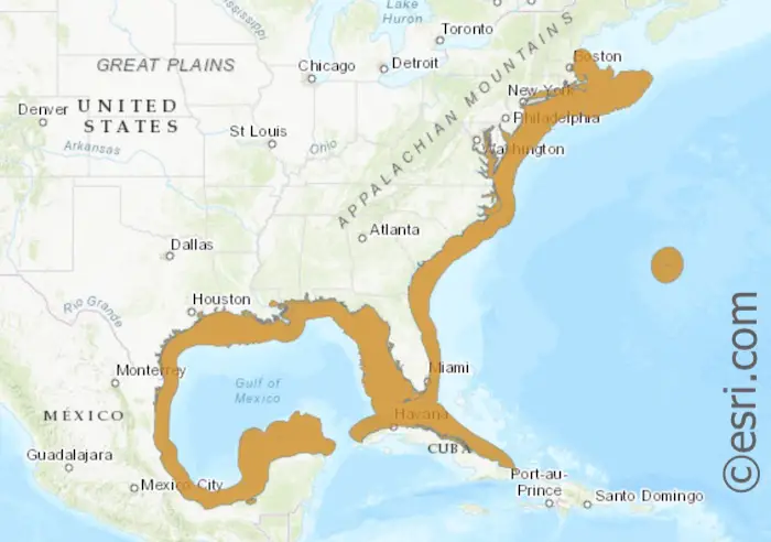 Pinfish (bream) range map stretching from the northern USA on the east coast, down around Florida and into the Gulf of Mexico and the Yucatan Peninsula.