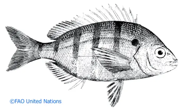 Pinfish (Lagodon rhomboides) drawing.