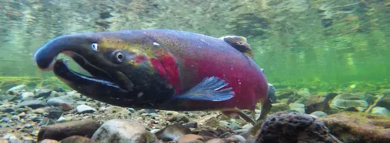 Coho salmon spawning showing red color shades.