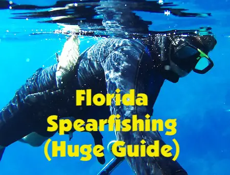 Huge Florida spearfishing guide to help beginners spearfish within the law and successfully.