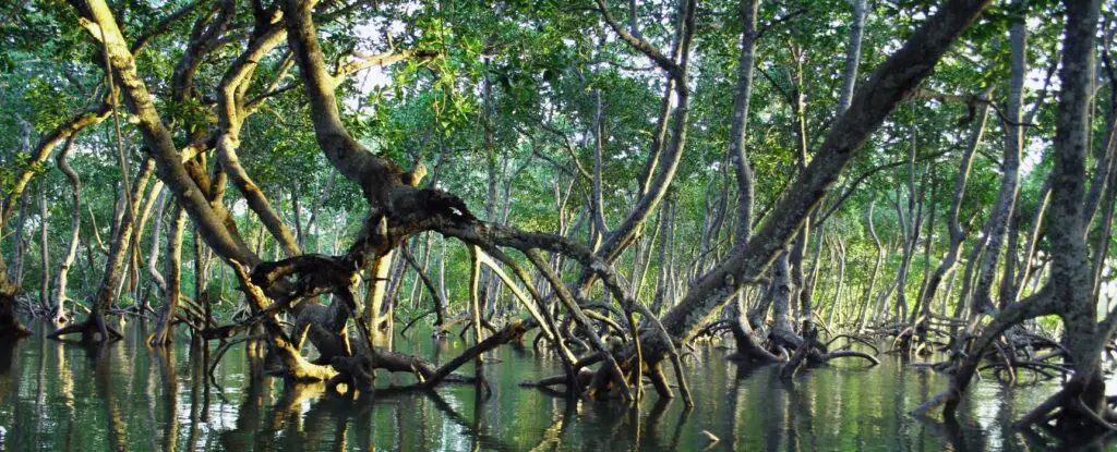 Fishing in the mangroves becomes a reality when you have a kayak.