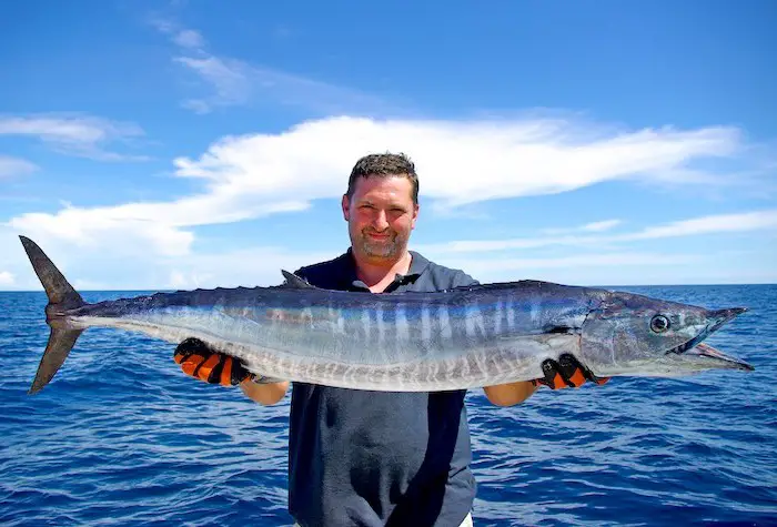 Huge wahoo over 5 feet long held by angler on deep sea fishing boat out in the Atlantic off Florida's east coast.