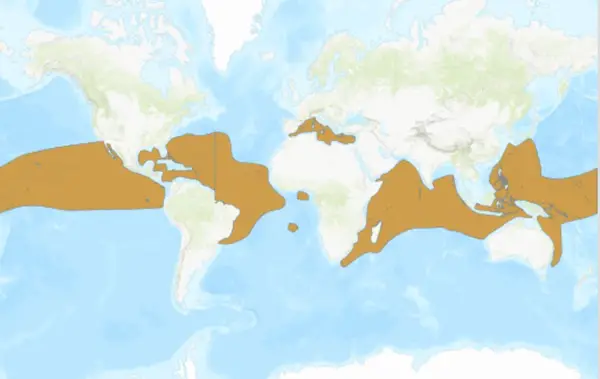 Wahoo world range map showing distribution within a range of the equator in tropical to temperate climates.