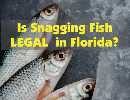 Is snagging fish legal in Florida? Trout? Tilapia? Mullet? Snook? Sheepshead?