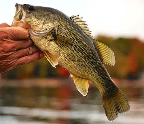 how-to-catch-largemouth-bass-huge-guide-salty101