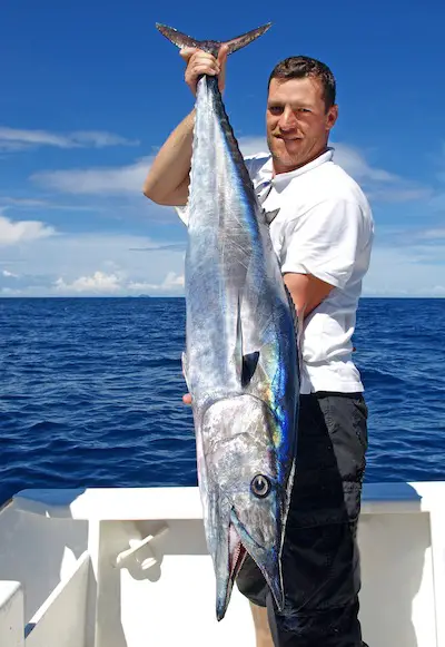 Wahoo caught on deep sea fishing boat charter in Gulf of Mexico off Florida's west coast.