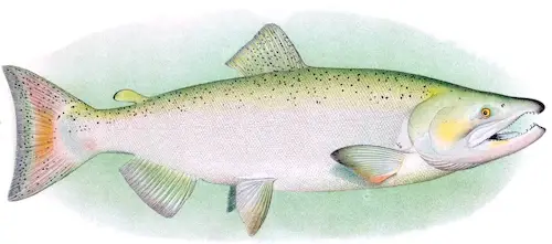 Technical drawing of Chinook salmon for Identification purposes.