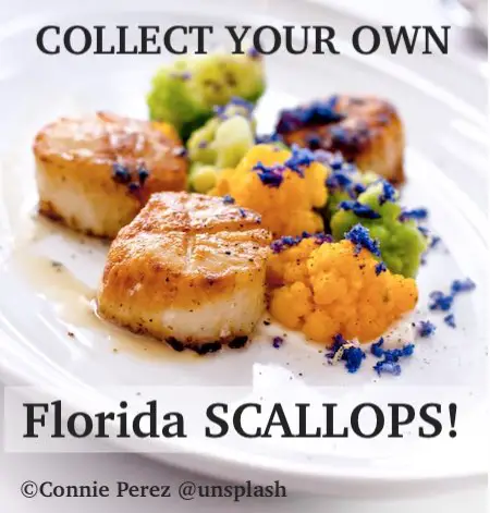 Florida bay scallops as an appetizer is hard to beat!