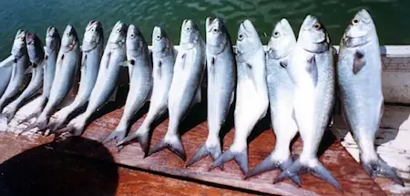 Row of Florida bluefish caught on a pier fishing trip on the Atlantic coast.