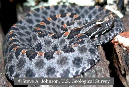 Florida pygmy rattlesnakes are common in fishing areas like streams and lakes near forest.