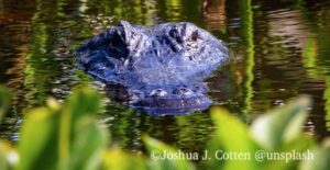 Florida alligators are near freshwater fishing spots like rivers and lakes. Even lakes around apartment complexes.