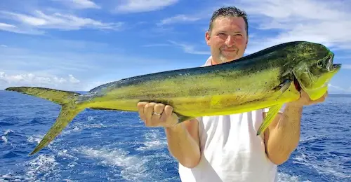 Mahi Mahi fish held up by angler on boat who just landed it.