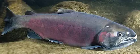 Large salmon underwater.