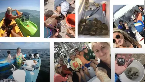 Bay Scallop Sitter program in the Florida panhandle to help increase the reproduction and survival of scallops in their natural marine environment.